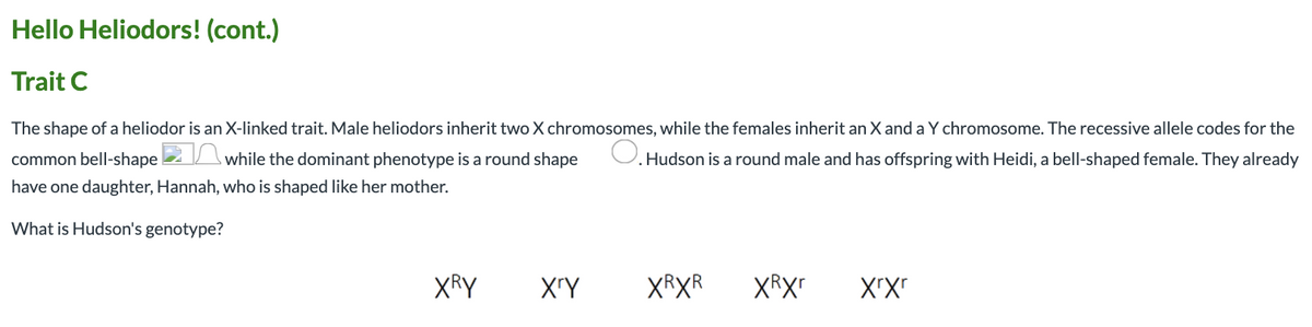 Hello Heliodors! (cont.)
Trait C
The shape of a heliodor is an X-linked trait. Male heliodors inherit two X chromosomes, while the females inherit an X and a Y chromosome. The recessive allele codes for the
common bell-shape 2 \while the dominant phenotype is a round shape
O. Hudson is a round male and has offspring with Heidi, a bell-shaped female. They already
have one daughter, Hannah, who is shaped like her mother.
What is Hudson's genotype?
XRY
XRXR
XRX"
