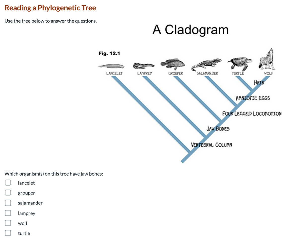 Reading a Phylogenetic Tree
Use the tree below to answer the questions.
A Cladogram
Fig. 12.1
LANCELET
LAMPREY
GROUPER
SALAMANDER
TURTLE
WOLF
HAIR
AMNIOTIC EGGS
FOUR LEGGED LOCOMOTION
JAW BONES
VERTEBRAL COLUMN
Which organism(s) on this tree have jaw bones:
lancelet
grouper
salamander
lamprey
wolf
turtle
O O
