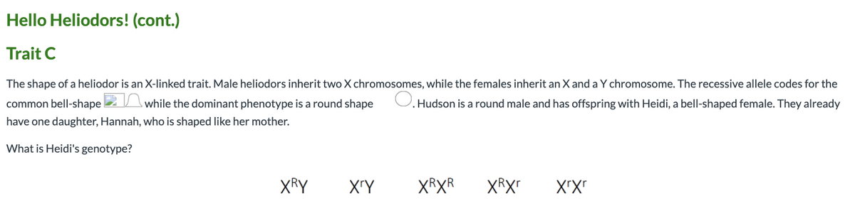 Hello Heliodors! (cont.)
Trait C
The shape of a heliodor is an X-linked trait. Male heliodors inherit two X chromosomes, while the females inherit an X and a Y chromosome. The recessive allele codes for the
common bell-shape 2\while the dominant phenotype is a round shape
O. Hudson is a round male and has offspring with Heidi, a bell-shaped female. They already
have one daughter, Hannah, who is shaped like her mother.
What is Heidi's genotype?
XRY
X'Y
XRXR
XRXr
X'X"
