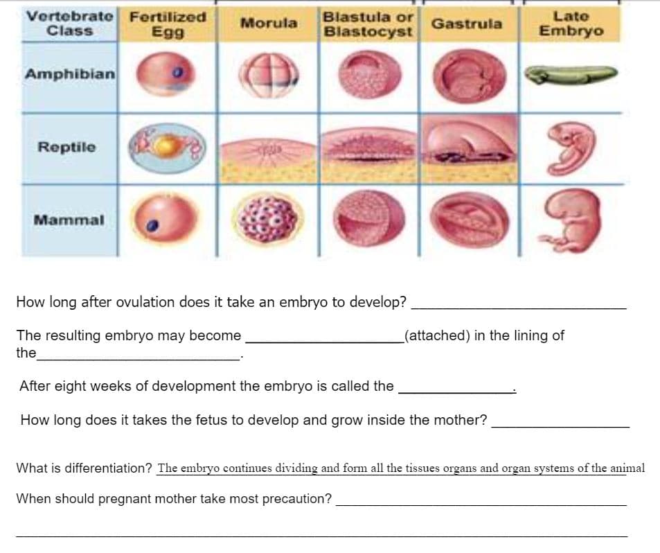 Vertebrate Fertilized
Class
Blastula or
Blastocyst
Late
Morula
Gastrula
Egg
Embryo
Amphibian
Reptile
Mammal
How long after ovulation does it take an embryo to develop?
The resulting embryo may become
the
(attached) in the lining of
After eight weeks of development the embryo is called the
How long does it takes the fetus to develop and grow inside the mother?
What is differentiation? The embryo continues dividing and form all the tissues organs and organ systems of the animal
When should pregnant mother take most precaution?

