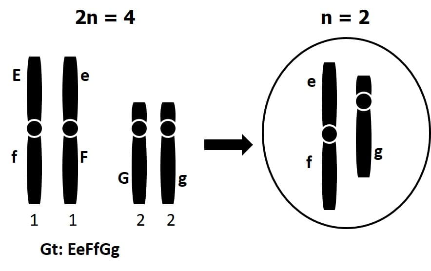 2n = 4
n = 2
%3D
E
e
e
F
G
f
1 1 2 2
Gt: EeFfGg
