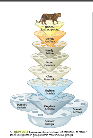 Specles:
Panthera pardus
Genus:
Panthera
Family:
Felidae
Order.
Carnivora
dlass:
Mammalia
Phylum:
Chordata
Domaln:
Bacteria
Kingdom:
Animala
Domaln:
Archaea
Domaln:
Eukarya
A Figure 26.3 Linnacan classification. At each level, or "rank,"
species are placed in groups within more indlusive groups.
