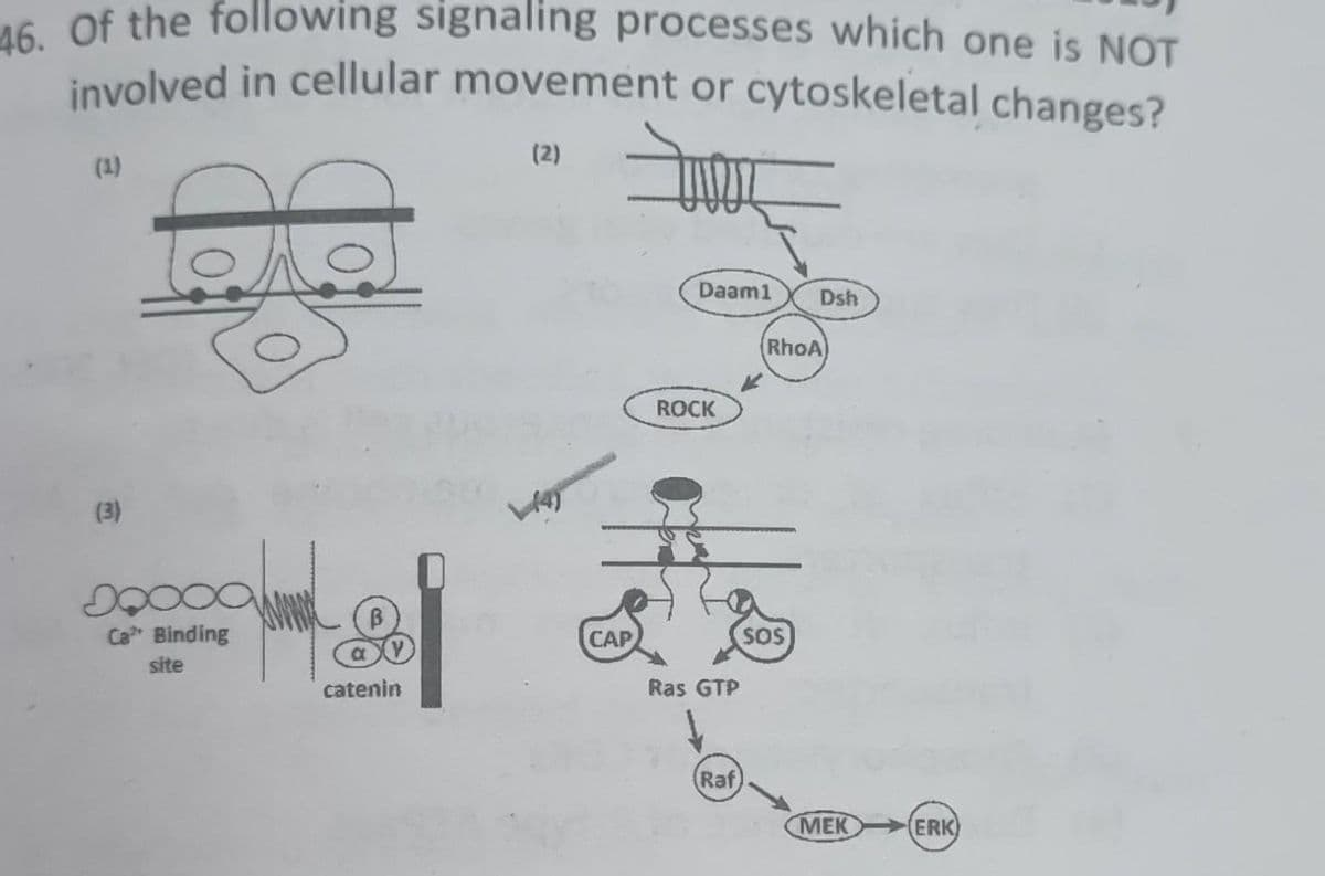 46. Of the following signaling processes which one is NOT
involved in cellular movement or cytoskeletal changes?
(3)
$
50000
Ca Binding
site
catenin
(2)
CAP
Daam1
ROCK
Ras GTP
Raf
Dsh
RhoA)
SOS
MEK
(ERK)