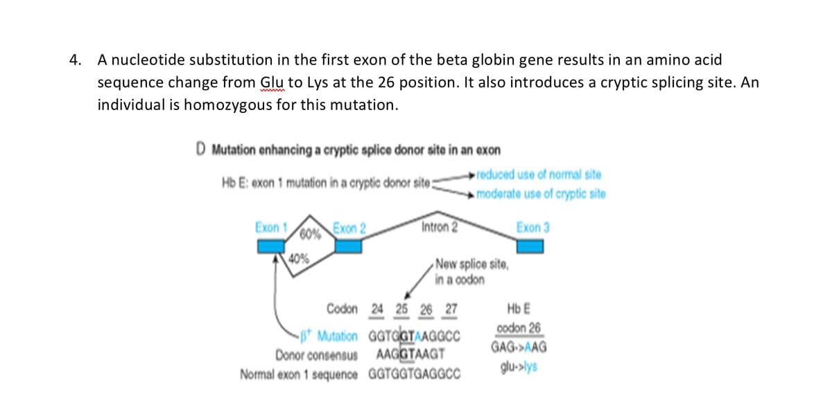 4. A nucleotide substitution in the first exon of the beta globin gene results in an amino acid
sequence change from Glu to Lys at the 26 position. It also introduces a cryptic splicing site. An
individual is homozygous for this mutation.
D Mutation enhancing a cryptic splice donor site in an exon
Hb E: exon 1 mutation in a cryptic donor site:
Exon 1
60%
40%
Exon 2
Intron 2
Bt Mutation
Donor consensus
Normal exon 1 sequence
Codon 24 25 26 27
GGTGGTAAGGCC
AAGGTAAGT
GGTGGTGAGGCC
reduced use of normal site
moderate use of cryptic site
Exon 3
New splice site,
in a codon
Hb E
codon 26
GAG-AAG
glu->lys