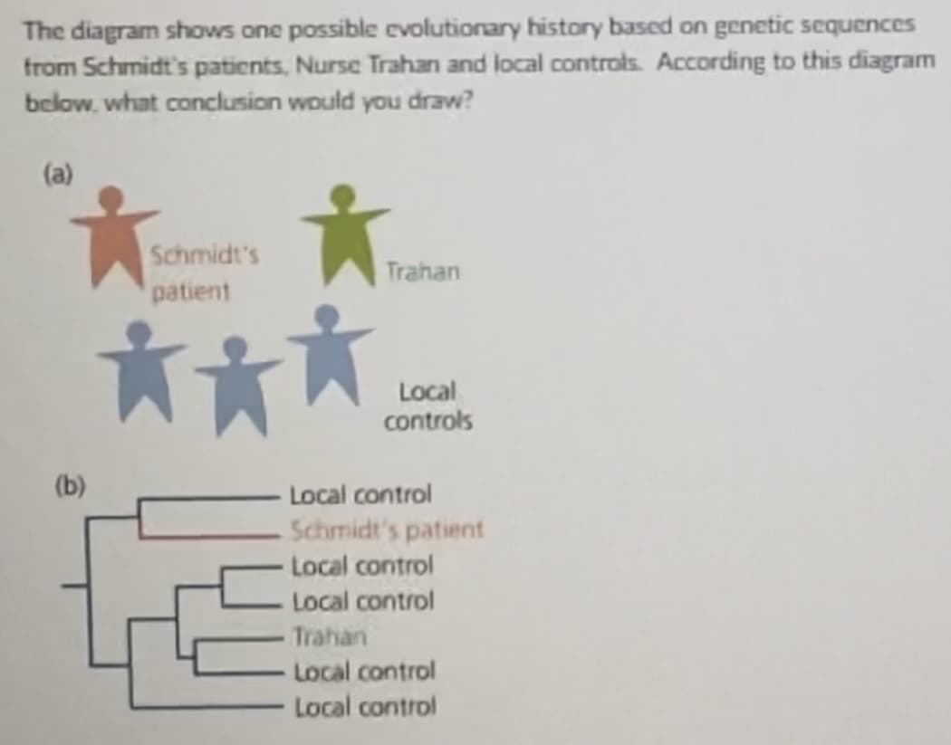 The diagram shows one possible evolutionary history based on genetic sequences
from Schmidt's patients, Nurse Trahan and local controls. According to this diagram
below, what conclusion would you draw?
(a)
(b)
Schmidt's
patient
***
Trahan
Local
controls
Local control
Schmidt's patient
Local control
Local control
Trahan
Local control
Local control