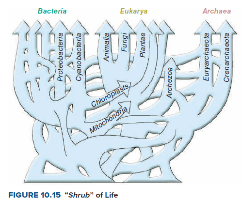 Bacteria
Eukarya
Archaea
Chloroplasts
Mitochonaria
FIGURE 10.15 “Shrub" of Life
Proteobacteria
Cyanobacteria
Animalia
Fungi
Plantae
Archezoa
Euryarchaeo ta
Crenarchaeota
