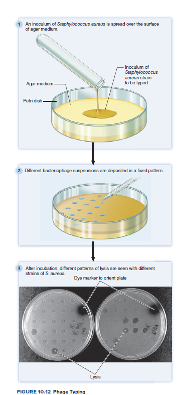 1 An inoculum of Staphylococcus aureus is spread over the surface
of agar medium.
Inoculum of
Staphylococcus
aureus strain
to be typed
Agar medium-
Petri dish-
2 Different bacteriophage suspensions are deposited in a fixed pattern.
3 After incubation, different patterns of lysis are seen with different
strains of S. aureus.
Dye marker to orient plate
Lysis
FIGURE 10.12 Phage Typing
