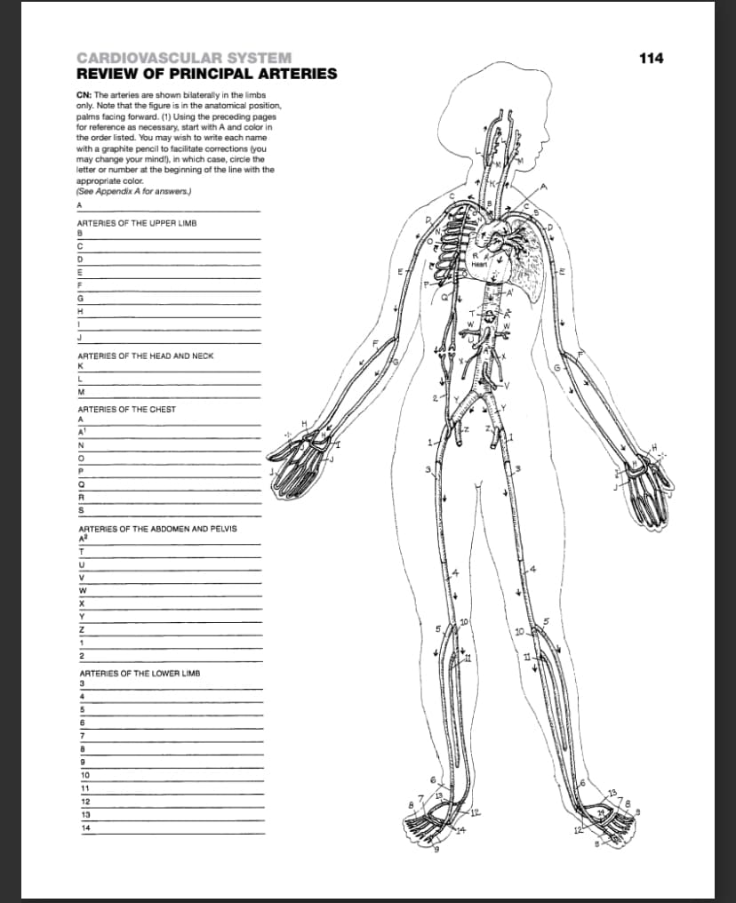 CARDIOVASCULAR SYSTEM
REVIEW OF PRINCIPAL ARTERIES
CN: The arteries are shown bilaterally in the limbs
only. Note that the figure is in the anatomical position,
palms facing forward. (1) Using the preceding pages
for reference as necessary, start with A and color in
the order listed. You may wish to write each name
with a graphite pencil to facilitate corrections (you
may change your mind!), in which case, circle the
letter or number at the beginning of the line with the
appropriate color
(See Appendix A for answers.)
A
ARTERIES OF THE UPPER LIMB
B
C
D
E
F
G
H
1
J
ARTERIES OF THE HEAD AND NECK
K
L
M
ARTERIES OF THE CHEST
A
A¹
N
O
P
Q
R
S
ARTERIES OF THE ABDOMEN AND PELVIS
A²
T
U
V
W
X
Y
Z
1
2
ARTERIES OF THE LOWER LIMB
3
5
6
7
8
9
10
11
12
13
14
Heart
11
3818
114