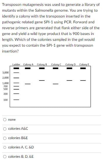Transposon mutagenesis was used to generate a library of
mutants within the Salmonella genome. You are trying to
identify a colony with the transposon inserted in the
pathogenic related gene SPI-1 using PCR. Forward and
reverse primers are generated that flank either side of the
gene and yield a wild type product that is 900 bases in
length. Which of the colonies sampled in the gel would
you expect to contain the SPI-1 gene with transposon
insertion?
3,000
2,000
1,000
700
500
300
100
Ladder Colony A Colony B Colony C Colony D Colony E
none
colonies A&C
colonies B&E
O colonies A, C, &D
colonies B, D, &E
-