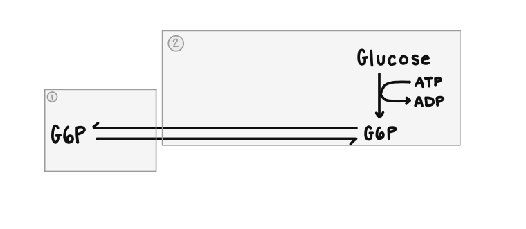 G6P
(2)
Glucose
ki
G6P
ATP
ADP