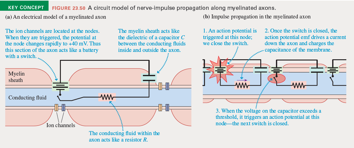 KEY CONCEPT
FIGURE 23.50 A circuit model of nerve-impulse propagation along myelinated axons.
(a) An electrical model of a myelinated axon
(b) Impulse propagation in the myelinated axon
1. An action potential is
triggered at this node;
we close the switch.
2. Once the switch is closed, the
action potential emf drives a current
down the axon and charges the
capacitance of the membrane.
The ion channels are located at the nodes.
When they are triggered, the potential at
the node changes rapidly to +40 mV. Thus
this section of the axon acts like a battery
with a switch.
The myelin sheath acts like
the dielectric of a capacitor C
between the conducting fluids
inside and outside the axon.
Myelin
sheath
ww
ww
Conducting fluid
ww
3. When the voltage on the capacitor exceeds a
threshold, it triggers an action potential at this
node-the next switch is closed.
Ion channels
The conducting fluid within the
axon acts like a resistor R.
