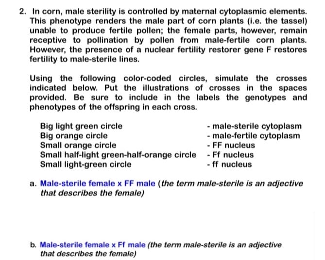 2. In corn, male sterility is controlled by maternal cytoplasmic elements.
This phenotype renders the male part of corn plants (i.e. the tassel)
unable to produce fertile pollen; the female parts, however, remain
receptive to pollination by pollen from male-fertile corn plants.
However, the presence of a nuclear fertility restorer gene F restores
fertility to male-sterile lines.
Using the following color-coded circles, simulate the crosses
indicated below. Put the illustrations of crosses in the spaces
provided. Be sure to include in the labels the genotypes and
phenotypes of the offspring in each cross.
Big light green circle
Big orange circle
Small orange circle
Small half-light green-half-orange circle - Ff nucleus
Small light-green circle
- male-sterile cytoplasm
- male-fertile cytoplasm
- FF nucleus
- ff nucleus
a. Male-sterile female x FF male (the term male-sterile is an adjective
that describes the female)
b. Male-sterile female x Ff male (the term male-sterile is an adjective
that describes the female)
