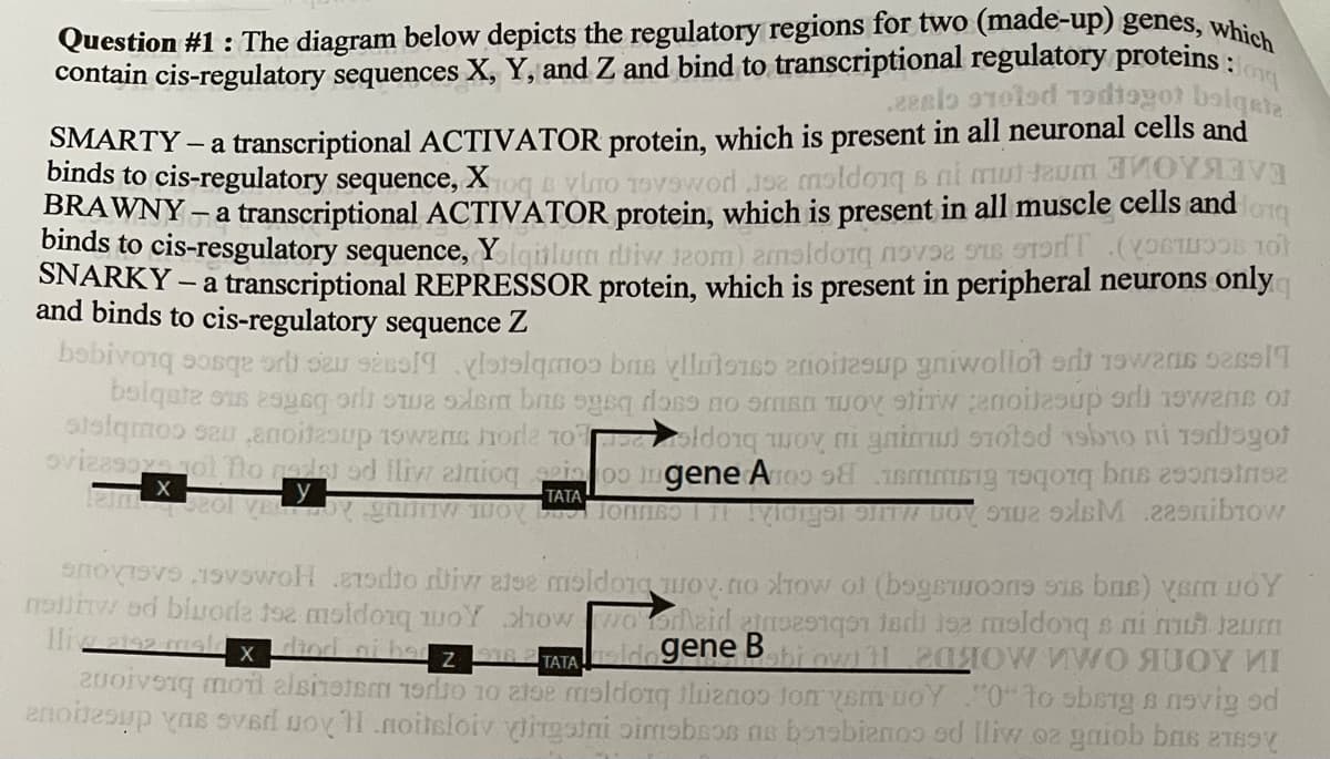 Bong
Question #1: The diagram below depicts the regulatory regions for two (made-up) genes, which
contain cis-regulatory sequences X, Y, and Z and bind to transcriptional regulatory proteins:
zelo
led diogot bolgate
SMARTY – a transcriptional ACTIVATOR protein, which is present in all neuronal cells and
binds to cis-regulatory sequence, X1oq & vino 19vewod.152 moldong sai mut tum
BRAWNY-a transcriptional ACTIVATOR protein, which is present in all muscle cells and
binds to cis-resgulatory sequence, Yolgulum di ko malo na
SNARKY - a transcriptional REPRESSOR protein, which is present in peripheral neurons only
and binds to cis-regulatory sequence Z
100
bio se i da se
lotimo broup gniwollt od 19
bolgate ons zegg or we de base do no me to stir noitesup od went of
sistemos seu anoitesup 15wens horle 10oldog woy ni gnius stoted 1910 ni tatayot
ovizasovo got no rade od lliw anioq azia oo ingene Aroom or b
X
y
Jeol VELY gan 100 Tonnodige
ΤΑΤΑ,
229nibrow
dong
H .aodto diw atse meldong mov.no o (ne si bas) y OY
mollitw od bivore te moldorq woY chow woonheid in
die moldog si mun jaur
Ilive 2192 mela X
eldogene Bebi ovn 1200W VWO яUOY MI
over moralshetem 1910 10 2198 mld en ton yem DOY"0" to obsig ansvig d
enobesup vas sved woy 1.noitsloiv virgatni simobeos no borobianos od lliw o no ba y
dind ai had
916 TATA
Z