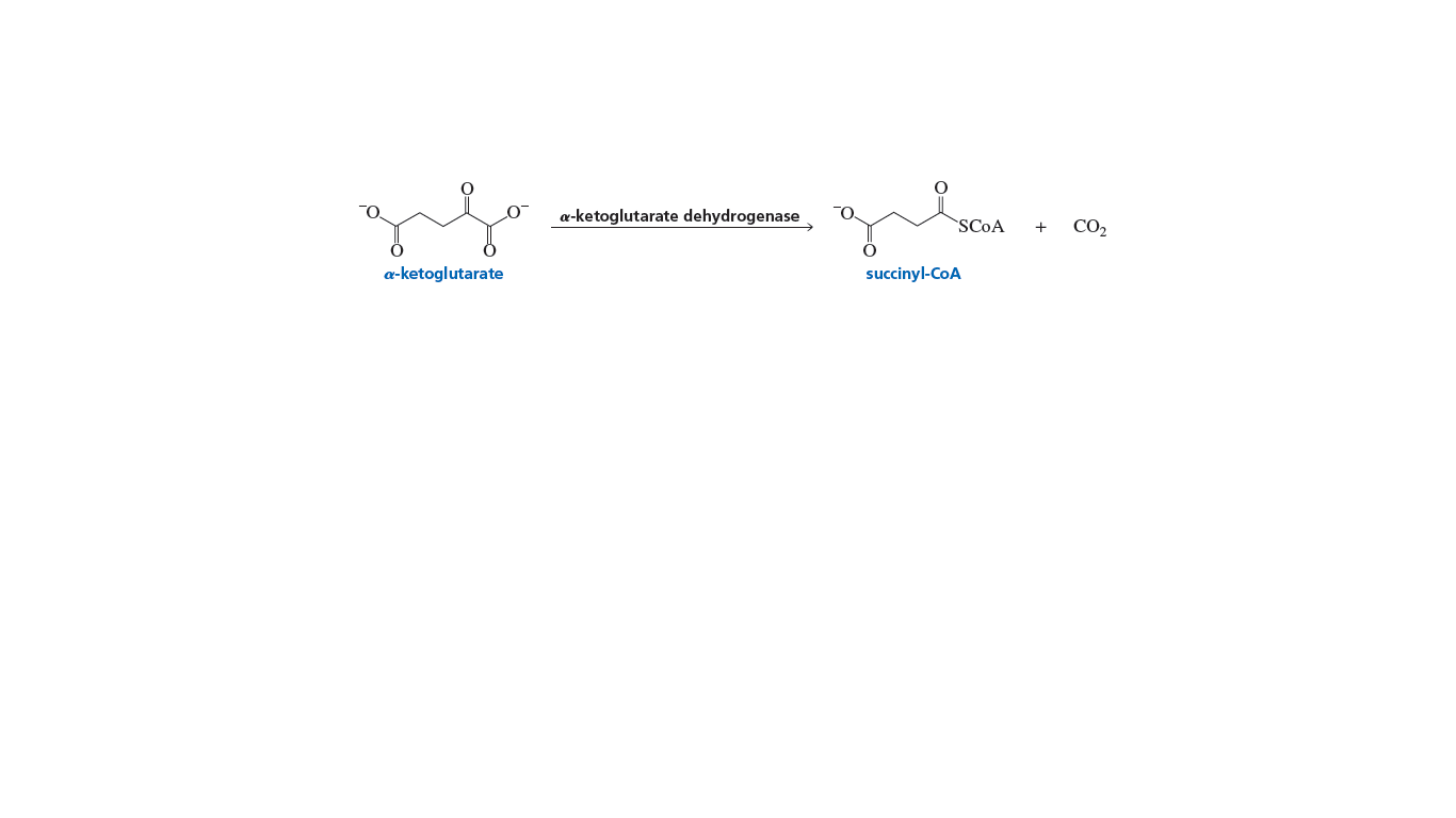 a-ketoglutarate dehydrogenase
SCOA
+
CO2
a-ketoglutarate
succinyl-CoA
