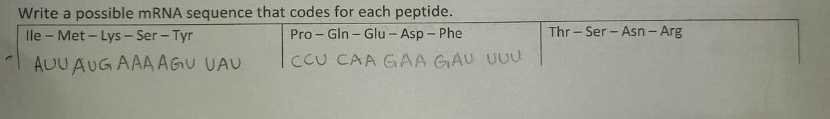Write a possible mRNA sequence that codes for each peptide.
Pro-Gln-Glu-Asp - Phe
lle - Met-Lys - Ser - Tyr
AUU AUG AAA AGU UAU
CCU CAA GAA GAU UUU
Thr-Ser-Asn - Arg