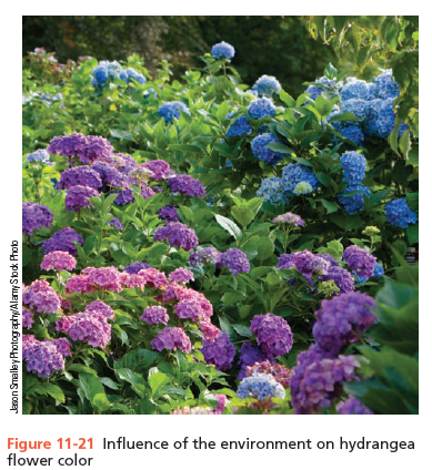 Figure 11-21 Influence of the environment on hydrangea
flower color
Jason Smallay Photography/Alany Stock Photo
