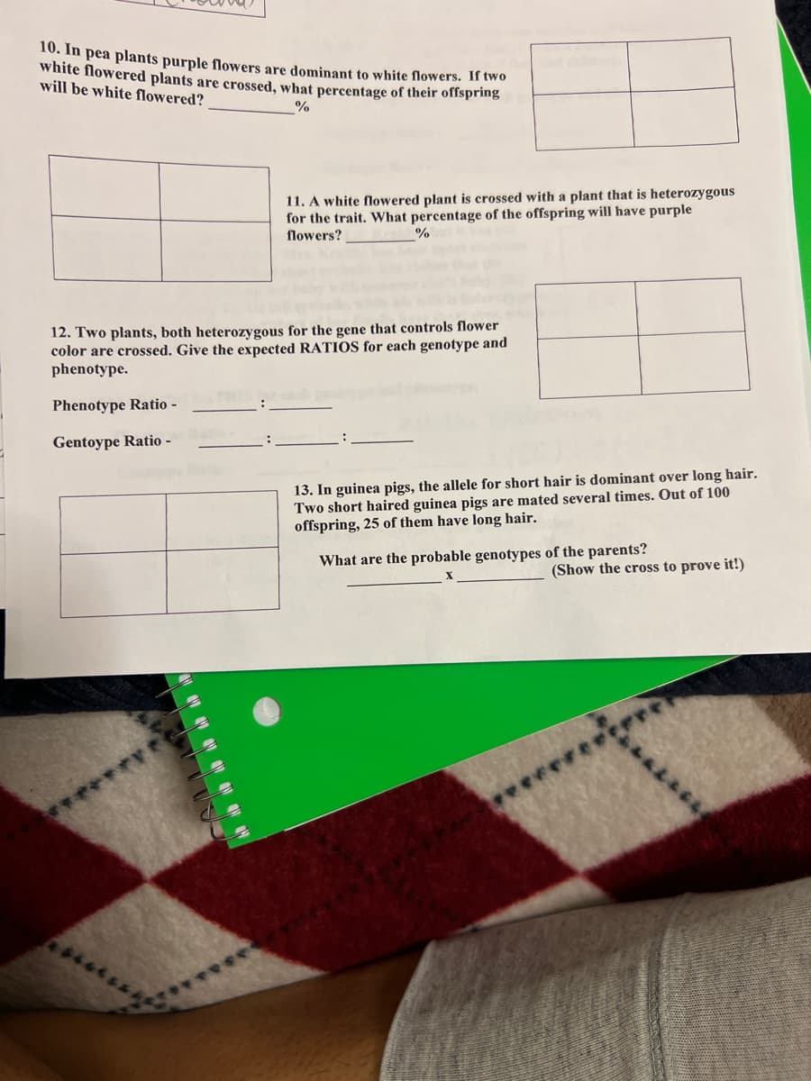 10. In pea plants purple flowers are dominant to white flowers. If two
white flowered plants are crossed, what percentage of their offspring
will be white flowered?
%
11. A white flowered plant is crossed with a plant that is heterozygous
for the trait. What percentage of the offspring will have purple
flowers?
%
12. Two plants, both heterozygous for the gene that controls flower
color are crossed. Give the expected RATIOS for each genotype and
phenotype.
Phenotype Ratio
Gentoype Ratio -
13. In guinea pigs, the allele for short hair is dominant over long hair.
Two short haired guinea pigs are mated several times. Out of 100
offspring, 25 of them have long hair.
What are the probable genotypes of the parents?
(Show the cross to prove it!)