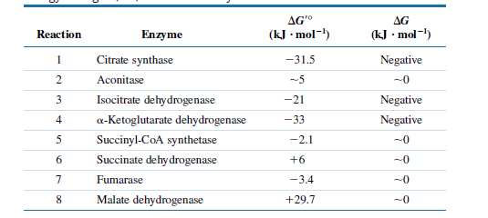AG'
(kJ • mol-!)
AG
Reaction
Enzyme
(kJ • mol-)
1
Citrate synthase
-31.5
Negative
2.
Aconitase
-5
-0
3
Isocitrate dehydrogenase
-21
Negative
4
a-Ketoglutarate dehydrogenase
-33
Negative
Succinyl-CoA synthetase
-2.1
-0
Succinate dehydrogenase
+6
-0
7
Fumarase
-3.4
-0
8
Malate dehydrogenase
+29.7
-0
