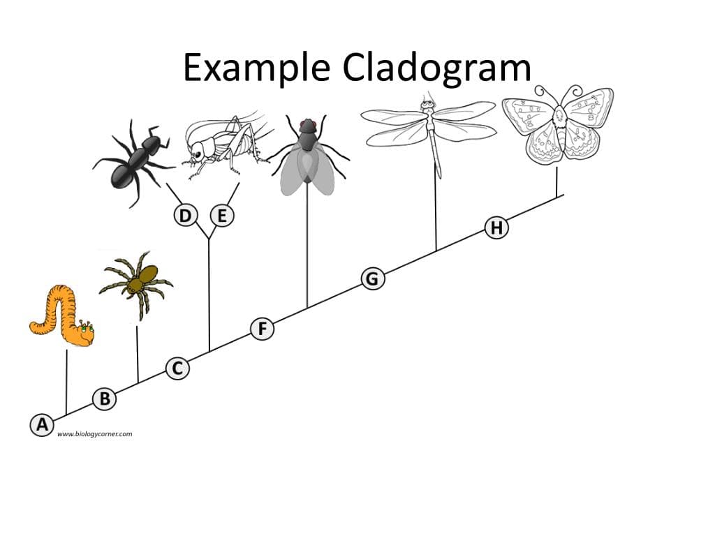 Example Cladogram
www.biologycorner.com
