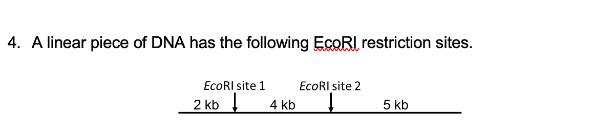 4. A linear piece of DNA has the following EcoRI restriction sites.
EcoRI site 1
2 kb
4 kb
EcoRI site 2
↓
5 kb