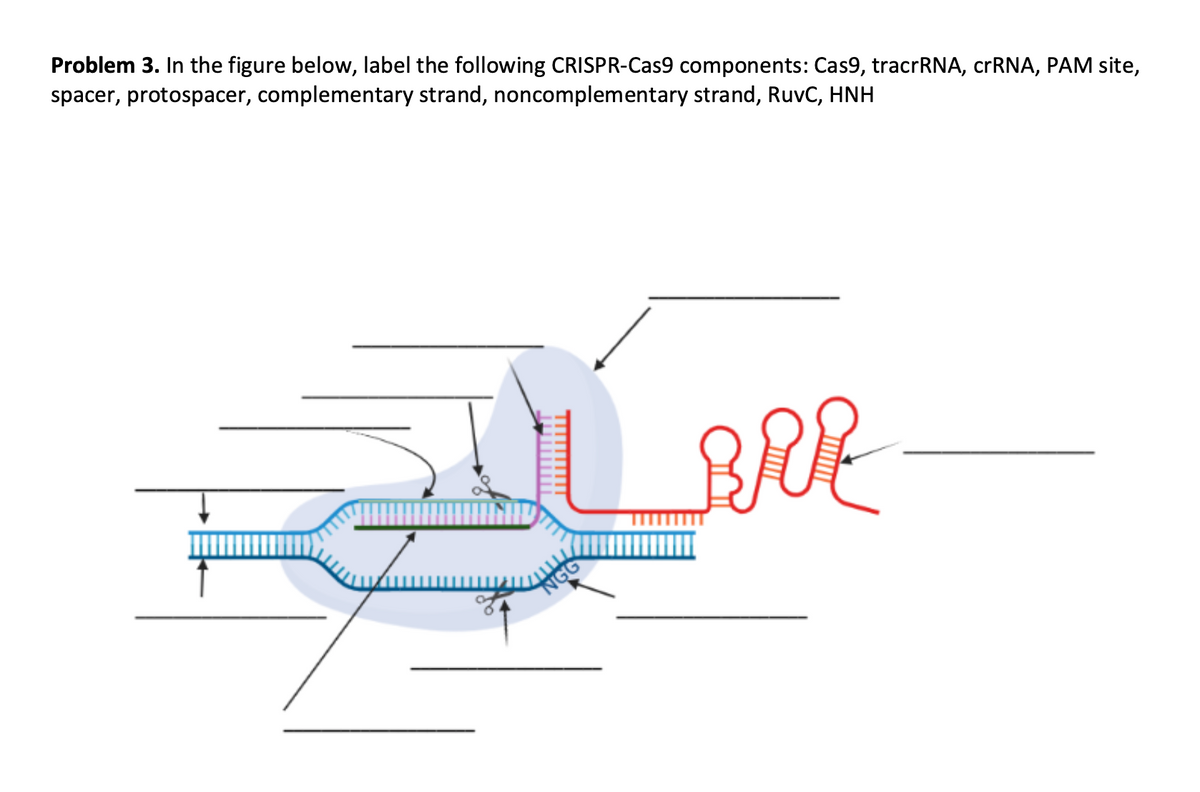 Problem 3. In the figure below, label the following CRISPR-Cas9 components: Cas9, tracrRNA, crRNA, PAM site,
spacer, protospacer, complementary strand, noncomplementary strand, RuvC, HNH
BRE