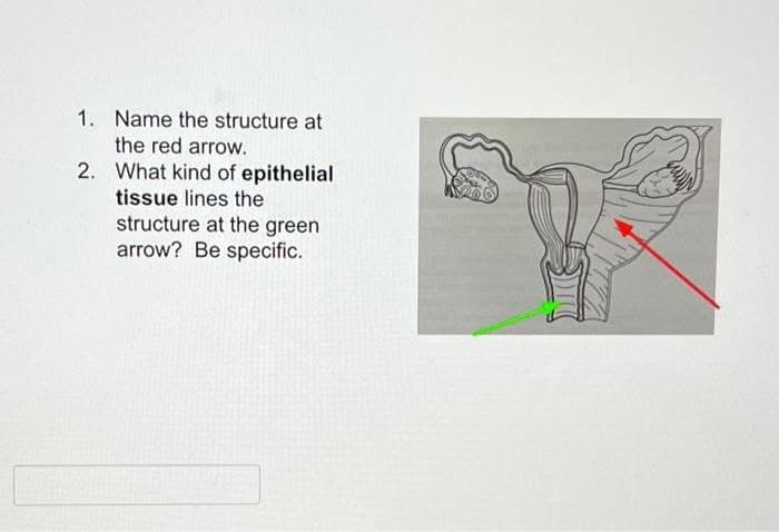 1. Name the structure at
the red arrow.
2. What kind of epithelial
tissue lines the
structure at the green
arrow? Be specific.
