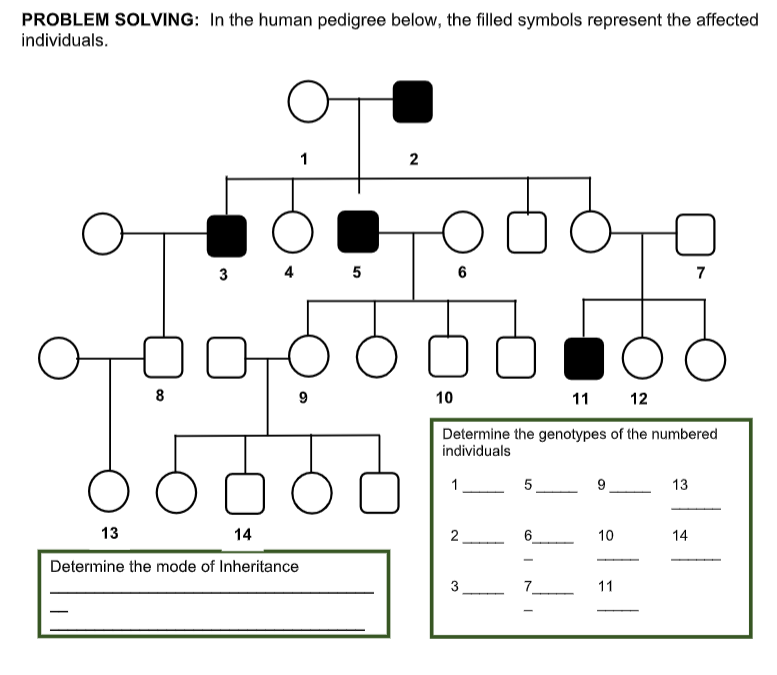 PROBLEM SOLVING: In the human pedigree below, the filled symbols represent the affected
individuals.
1
2
4 5
7
8
9
10
11 12
Determine the genotypes of the numbered
individuals
1
5
9
13
13 14
2
10
14
Determine the mode of Inheritance
7_
11
6.
3.
3.
