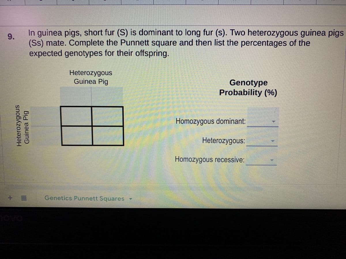 In guinea pigs, short fur (S) is dominant to long fur (s). Two heterozygous guinea pigs
9.
(Ss) mate. Complete the Punnett square and then list the percentages of the
expected genotypes for their offspring.
Heterozygous
Guinea Pig
Genotype
Probability (%)
Homozygous dominant:
Heterozygous:
Homozygous recessive:
Genetics Punnett Squares
Heterozygous
Guinea Pig
