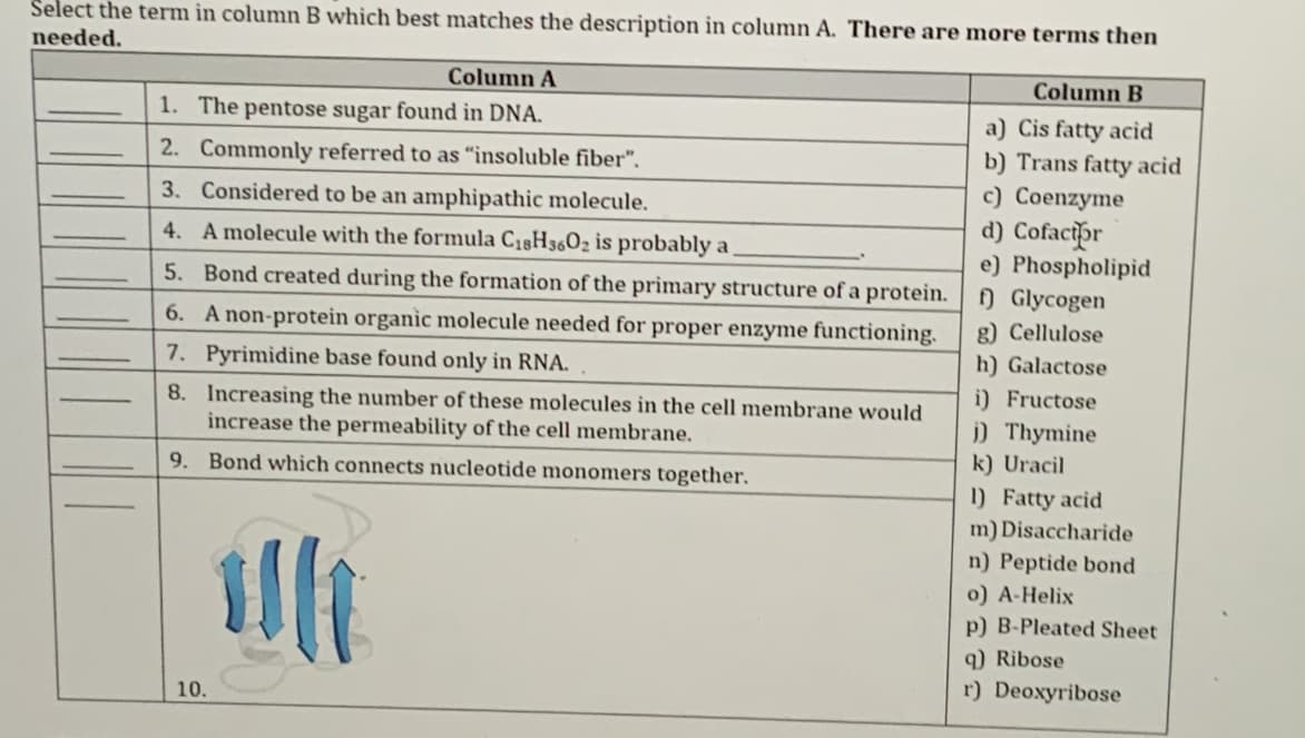 Select the term in column B which best matches the description in column A. There are more terms then
needed.
Column A
Column B
1. The pentose sugar found in DNA.
a) Cis fatty acid
b) Trans fatty acid
c) Coenzyme
d) Cofacipr
2. Commonly referred to as "insoluble fiber".
3. Considered to be an amphipathic molecule.
4. A molecule with the formula C18H3602 is probably a
e) Phospholipid
5. Bond created during the formation of the primary structure of a protein.
) Glycogen
6. A non-protein organic molecule needed for proper enzyme functioning.
g) Cellulose
7. Pyrimidine base found only in RNA.
h) Galactose
i) Fructose
8. Increasing the number of these molecules in the cell membrane would
increase the permeability of the cell membrane.
i) Thymine
k) Uracil
9. Bond which connects nucleotide monomers together.
1) Fatty acid
m) Disaccharide
n) Peptide bond
o) A-Helix
p) B-Pleated Sheet
q) Ribose
r) Deoxyribose
10.
