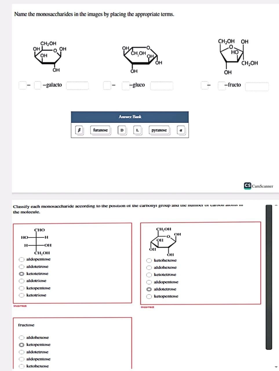 Name the monosaccharides in the images by placing the appropriate terms.
HO-
H
OH
|- |-galacto
000
Incorrect
CH₂OH
OH
00000
CH₂OH
aldopentose
aldotetrose
ketotetrose
aldotriose
Oketopentose
Oketotriose
fructose
CHO
-H
-OH
O OH
aldohexose
Oketopentose
Ⓒaldotetrose
OH
aldopentose
ketohexose
OHT
B furanose
OH
0- --gluco
CH,OH
Answer Bank
D
Classify each monosaccharide according to the position of the carbonyi group and the number of cards
the molecule.
L
OH
pyranose
OH
00000
CH₂OH
OLI
Incorrect
OIL
OH
ketohexose
aldohexose
ketotetrose
aldopentose
Oaldotetrose
ketopentose
a
OH
CH₂OH OH
O
HO
OH
-fructo
CH₂OH
CS CamScanner