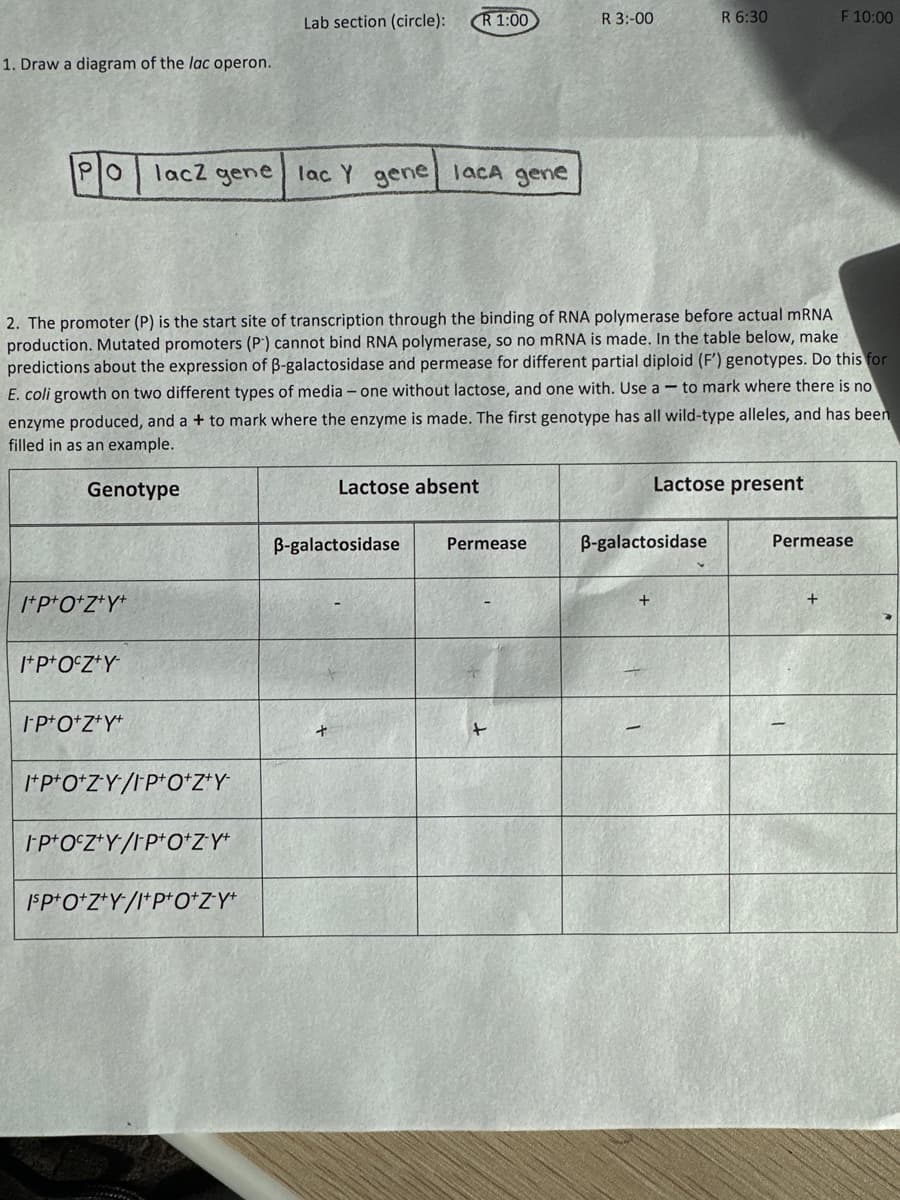 1. Draw a diagram of the lac operon.
PO
I+P+O+Z+Y+
I+P+OcZ+Y-
I-P+O+Z+Y+
Lab section (circle):
lacz gene lac Y gene lacA gene
I+P+O+ZY/IPO+Z+Y-
2. The promoter (P) is the start site of transcription through the binding of RNA polymerase before actual mRNA
production. Mutated promoters (P) cannot bind RNA polymerase, so no mRNA is made. In the table below, make
predictions about the expression of ß-galactosidase and permease for different partial diploid (F') genotypes. Do this for
E. coli growth on two different types of media - one without lactose, and one with. Use a to mark where there is no
enzyme produced, and a + to mark where the enzyme is made. The first genotype has all wild-type alleles, and has been
filled in as an example.
Genotype
IPOCZ+Y/I-P+O+Z-Y+
ISP+O+Z+Y/I+P+O+Z*Y*
CR 1:00
Lactose absent
B-galactosidase
Permease
R 3:-00
+
R 6:30
Lactose present
B-galactosidase
F 10:00
Permease