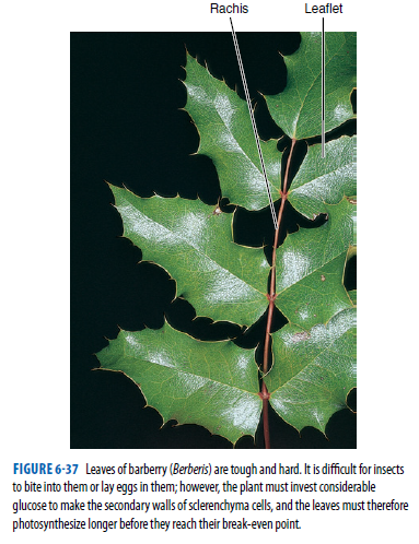 Rachis
Leaflet
FIGURE 6-37 Leaves of barbery (Berberis) are tough and hard. It is dificult for insects
to bite into them or lay eggs in them; however, the plant must invest considerable
glucose to make the secondary walls of sclerenchyma cells, and the leaves must therefore
photosynthesize longer before they reach their break-even point.

