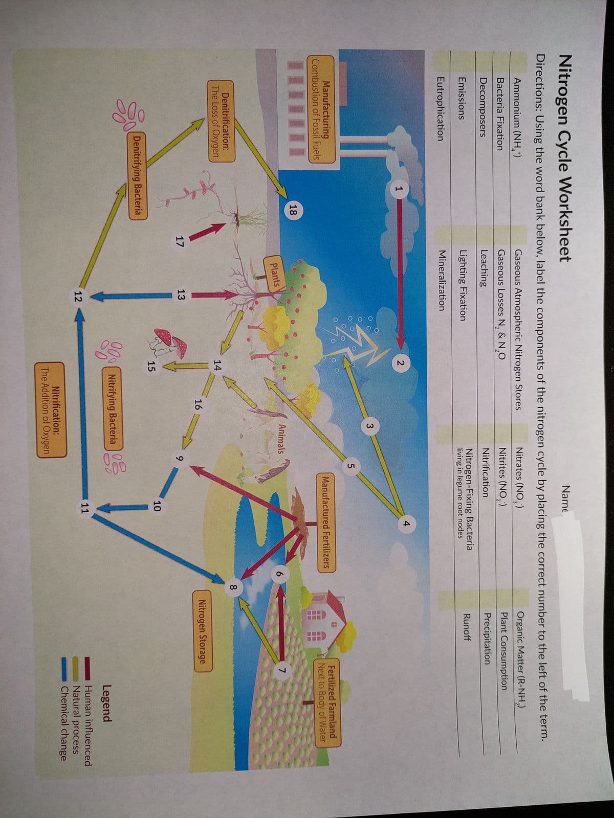 Nitrogen Cycle Worksheet
Directions: Using the word bank below, label the components of the nitrogen cycle by placing the correct number to the left of the term.
Nitrates (NO₂)
Nitrites (NO₂)
Nitrification
Nitrogen-Fixing Bacteria
living in legume root nodes
Ammonium (NH+)
Bacteria Fixation
Decomposers
Emissions
Eutrophication
Manufacturing
Combustion of Fossil Fuels
Denitrification:
The Loss of Oxygen
1
18
Denitrifying Bacteria
17
Gaseous Atmospheric Nitrogen Stores
Gaseous Losses N₂ & N₂O
2
Leaching
Lighting Fixation
Mineralization
Plants
13
12
2
14
15
8%
16
3
Animals
Nitrifying Bacteria
Nitrification:
The Addition of Oxygen
9
5
Name
Manufactured Fertilizers
10
4
11
6
8
Organic Matter (R-NH₂)
Plant Consumption
Precipitation
Runoff
Fertilized Farmland
Next to Body of Water
Nitrogen Storage
7
|||
Legend
Human influenced
Natural process
Chemical change