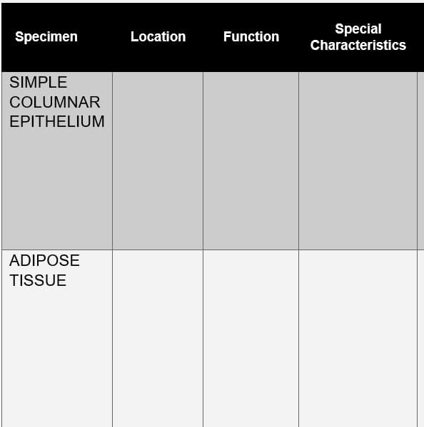 Specimen
SIMPLE
COLUMNAR
EPITHELIUM
ADIPOSE
TISSUE
Location
Function
Special
Characteristics