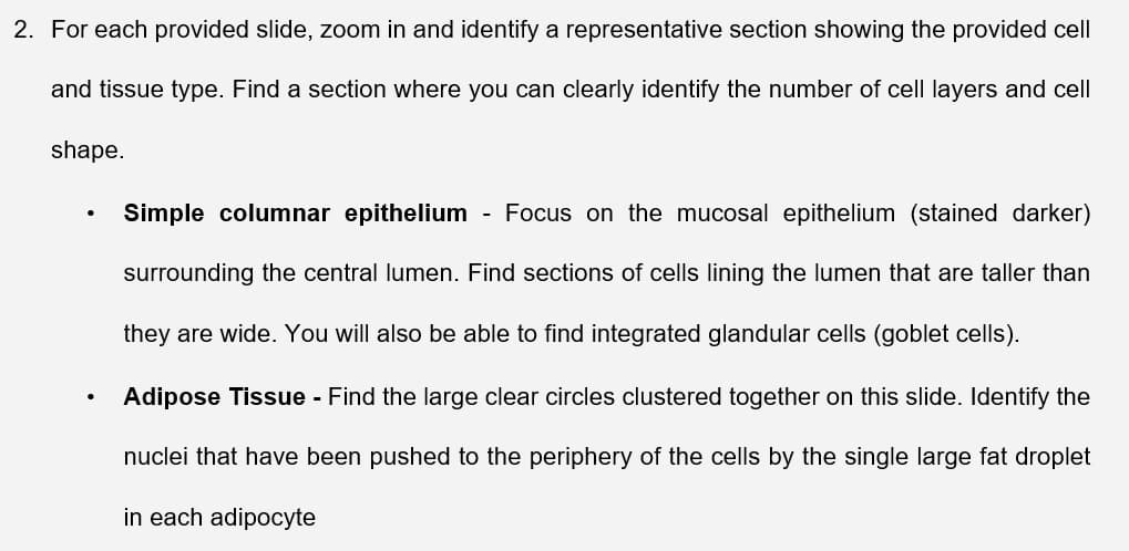 2. For each provided slide, zoom in and identify a representative section showing the provided cell
and tissue type. Find a section where you can clearly identify the number of cell layers and cell
shape.
.
.
Simple columnar epithelium
Focus on the mucosal epithelium (stained darker)
surrounding the central lumen. Find sections of cells lining the lumen that are taller than
they are wide. You will also be able to find integrated glandular cells (goblet cells).
Adipose Tissue - Find the large clear circles clustered together on this slide. Identify the
nuclei that have been pushed to the periphery of the cells by the single large fat droplet
in each adipocyte
-