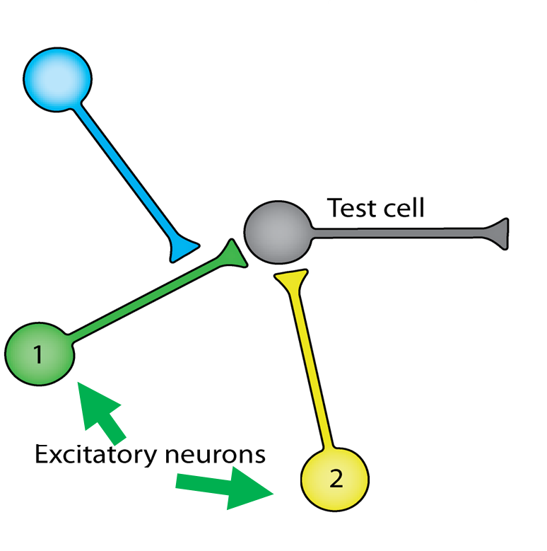 1
Excitatory neurons
Test cell
2