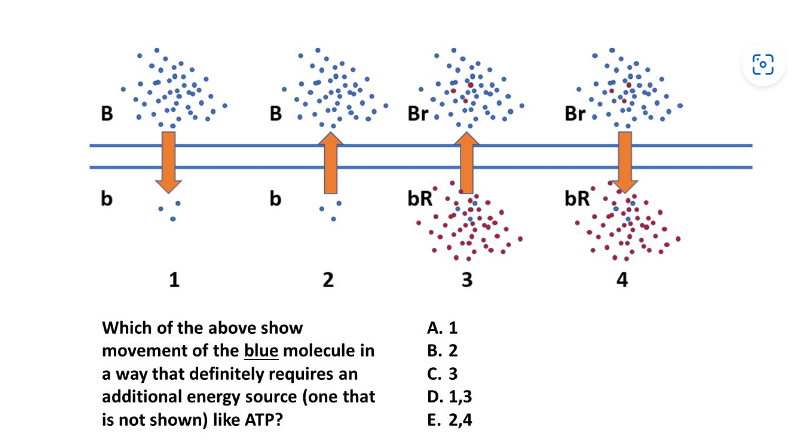 B
b
1
B
b
2
Which of the above show
movement of the blue molecule in
a way that definitely requires an
additional energy source (one that
is not shown) like ATP?
Br.
bR
3
A. 1
B. 2
C. 3
D. 1,3
E. 2,4
Br
bR
4