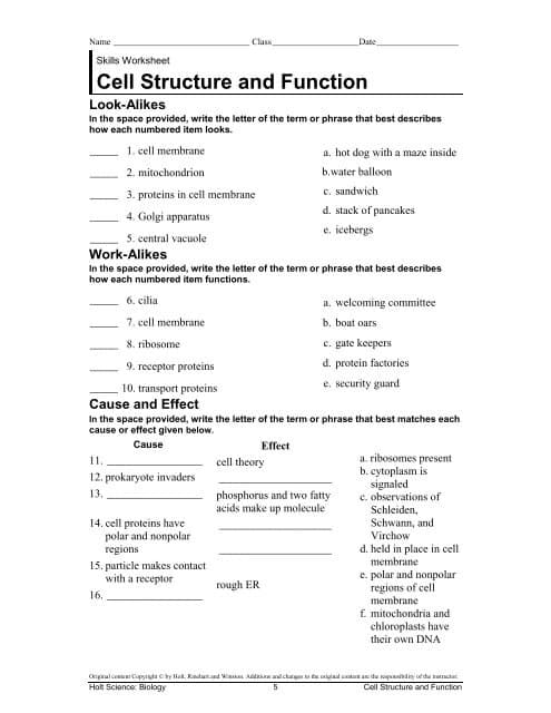 Name,
Skills Worksheet
Cell Structure and Function
Look-Alikes
In the space provided, write the letter of the term or phrase that best describes
how each numbered item looks.
1. cell membrane
2. mitochondrion
3. proteins in cell membrane
4. Golgi apparatus
5. central vacuole
Class
6. cilia
7. cell membrane
8. ribosome
9. receptor proteins
10. transport proteins
11.
12. prokaryote invaders
13.
Work-Alikes
In the space provided, write the letter of the term or phrase that best describes
how each numbered item functions.
14. cell proteins have
polar and nonpolar
regions
16.
15. particle makes contact
with a receptor
Cause and Effect
In the space provided, write the letter of the term or phrase that best matches each
cause or effect given below.
Cause
Date
Effect
cell theory
a. hot dog with a maze inside
b.water balloon
rough ER
c. sandwich
d. stack of pancakes
e. icebergs
a. welcoming committee
b. boat oars
c. gate keepers
d. protein factories
e, security guard
phosphorus and two fatty
acids make up molecule
a. ribosomes present
b. cytoplasm is
signaled
c. observations of
Schleiden,
Schwann, and
Virchow
d. held in place in cell
membrane
e. polar and nonpolar
regions of cell
membrane
f. mitochondria and
chloroplasts have
their own DNA
Original com Copyright by Hak, kachan and Win Additions and changes to the original content as the sponsibility of the intractar
Hall Science: Biology
5
Cell Structure and Function