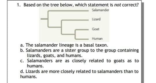 1. Based on the tree below, which statement is not correct?
Salamander
Lizard
Goat
Human
a. The salamander lineage is a basal taxon.
b. Salamanders are a sister group to the group containing
lizards, goats, and humans.
c. Salamanders are as closely related to goats as to
humans.
d. Lizards are more closely related to salamanders than to
humans.
