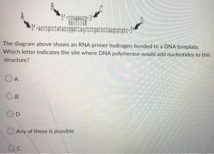 5-ccuaaucg-34
3'-acctgcctataccggattagetetgatectaagcatgtc-5
The diagram above shows an RNA primer hydrogen-bonded to a DNA template.
Which letter indicates the site where DNA polymerase would add nucleotides to this
structure?
OA
OB
D
Any of these is possible
C