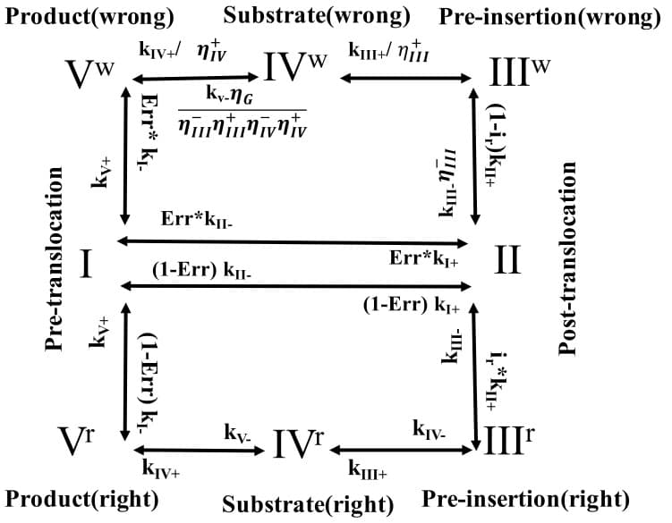 Product(wrong) Substrate(wrong)
Vw
IVW
Pre-translocation
+AY
ky+
kiv+ niv
Err* k₁-
Err*ku-
(1-Err) KII-
(1-Err) K₁-
ky-G
KIV+
v
KIII+/niu
kv. IV.
Vr
Product(right) Substrate(right)
Pre-insertion (wrong)
IIIW
KII-III
Err*K₁+ II
(1-Err) Kı+
Km+
-Illy
(1-i,)kI+
KIV-
i, *k₁+
Post-translocation
↓III™
Pre-insertion (right)