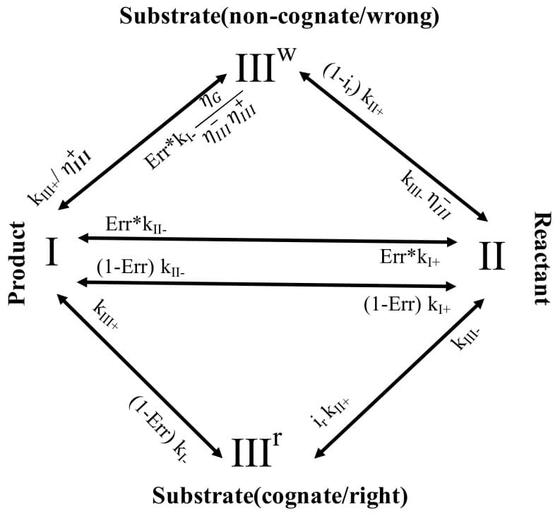 km+ niu
Product
Substrate(non-cognate/wrong)
W
III.
Kj+
MG
+
nini
Err*k₁--
Err*KII-
(1-Err) K₁-
(1-Err) K₁-
(1-i₁) K₁+
i, k₁+
ki-ni
Err*k₁+ II
(1-Err) KI+
IIIº
Substrate(cognate/right)
ku-
Reactant