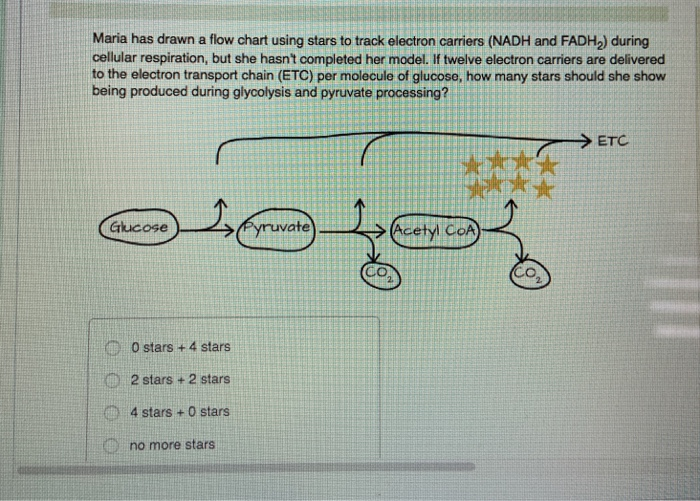 Maria has drawn a flow chart using stars to track electron carriers (NADH and FADH₂) during
cellular respiration, but she hasn't completed her model. If twelve electron carriers are delivered
to the electron transport chain (ETC) per molecule of glucose, how many stars should she show
being produced during glycolysis and pyruvate processing?
Glucose
O
26
0 stars +4 stars
2 stars +2 stars
4 stars + 0 stars
no more stars
Pyruvate
Acetyl CoA)
*
ETC