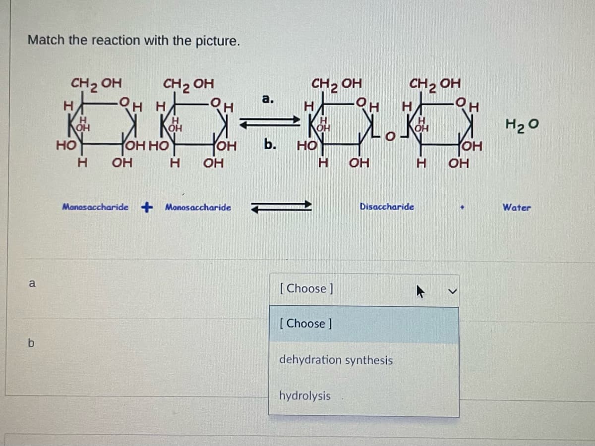 Match the reaction with the picture.
a
b
CH ₂ OH
HO
Н
CH2 OH
- H
-OH HF
ОН
Н
ОН
Yонно
н
YOH
OH
Monosaccharide + Monosaccharide
a.
CH ₂ OH
OH
ь. HOY
Н
[Choose ]
[ Choose ]
-OH
hydrolysis
OH
dehydration synthesis
CH ₂ OH
н
Disaccharide
н
-Он
YoH
OH
+
H20
Water