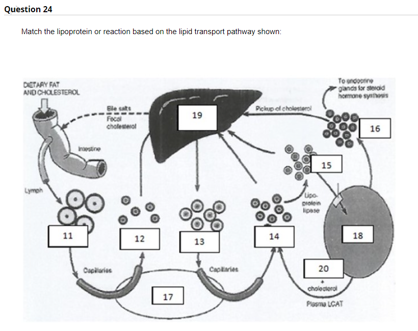 Question 24
Match the lipoprotein or reaction based on the lipid transport pathway shown:
DIETARY FAT
AND CHOLESTEROL
Ble sats
19
Fecal
cholesterol
Lymph
11
Intestine
Copilaries
12
17
13
Caplaries
Pickup of cholesterol
14
Lipo
protein
lipase
15
To ondocrine
glands for steroid
hormone synthesis
16
20
cholesterol
Plasma LCAT
18