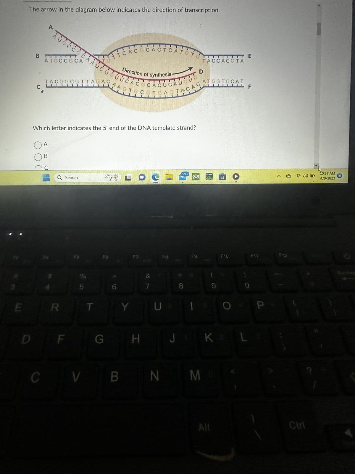 E
The arrow in the diagram below indicates the direction of transcription.
BTTL
c.
A
ATGCCGCA
AUGCCCCAAUCUG
TACGGCGTTAGAC
OA
OB
с
Q Search
Which letter indicates the 5' end of the DNA template strand?
R
F
TTCACGCACTCATSTOFACCACGTA
T
G
Direction of synthesis-
CG
STACATGAGIAC
LOC
Y
H
Krit
&
7
FO
U
99+
*
8
D
ATEGTGCAT
CVBNM
MO
DE
79
Alt
F:-10
KL
E
0
P
^ @ ¹
F12
Ctrl
10:37 AM
4/8/2023
10