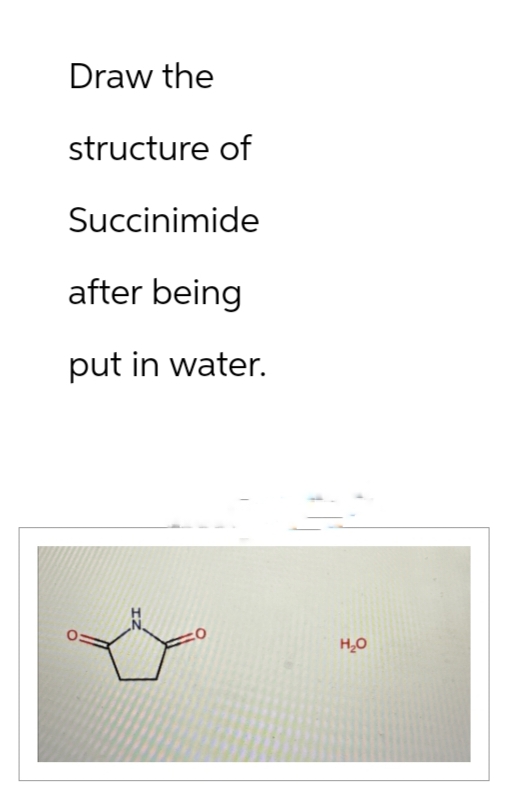 Draw the
structure of
Succinimide
after being
put in water.
H₂O