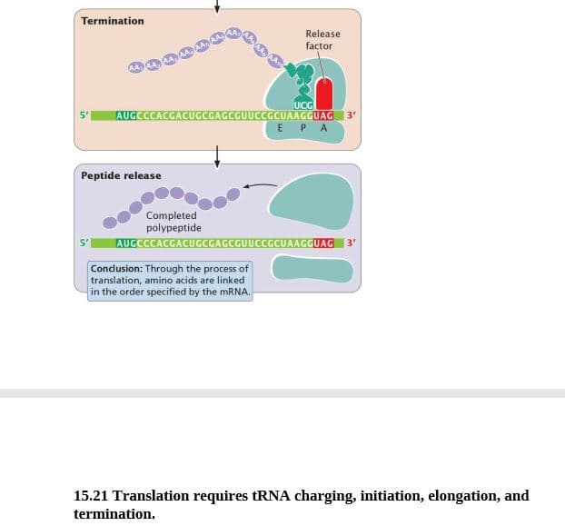Termination
Release
factor
UCG
AUGCCCACGACUGCGAGCGUUCCGCUAAGGUAG 3'
5'
E PA
Peptide release
Completed
polypeptide
AUGCCCACGACUGCGAGCGUUCCGCUAAGGUAG 3'
Conclusion: Through the process of
translation, amino acids are linked
in the order specified by the MRNA.
15.21 Translation requires tRNA charging, initiation, elongation, and
termination.
