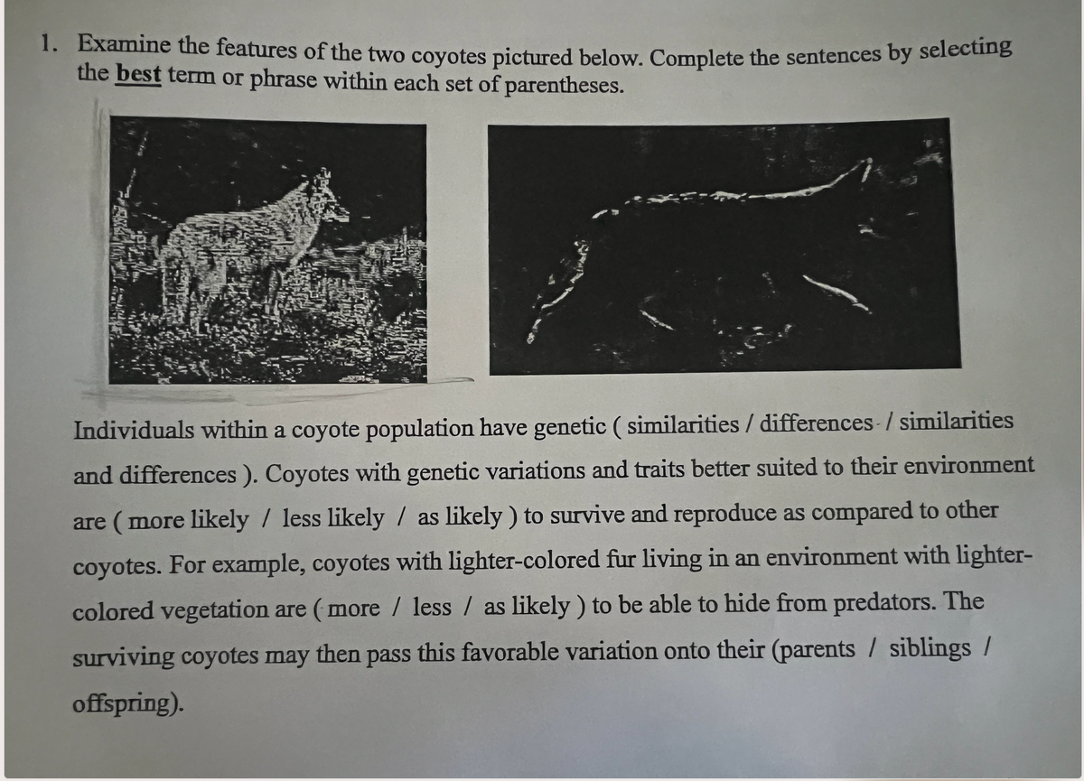 1. Examine the features of the two coyotes pictured below. Complete the sentences by selecting
the best term or phrase within each set of parentheses.
Individuals within a coyote population have genetic (similarities / differences / similarities
and differences). Coyotes with genetic variations and traits better suited to their environment
are (more likely / less likely / as likely) to survive and reproduce as compared to other
coyotes. For example, coyotes with lighter-colored fur living in an environment with lighter-
colored vegetation are (more / less / as likely) to be able to hide from predators. The
surviving coyotes may then pass this favorable variation onto their (parents / siblings /
offspring).