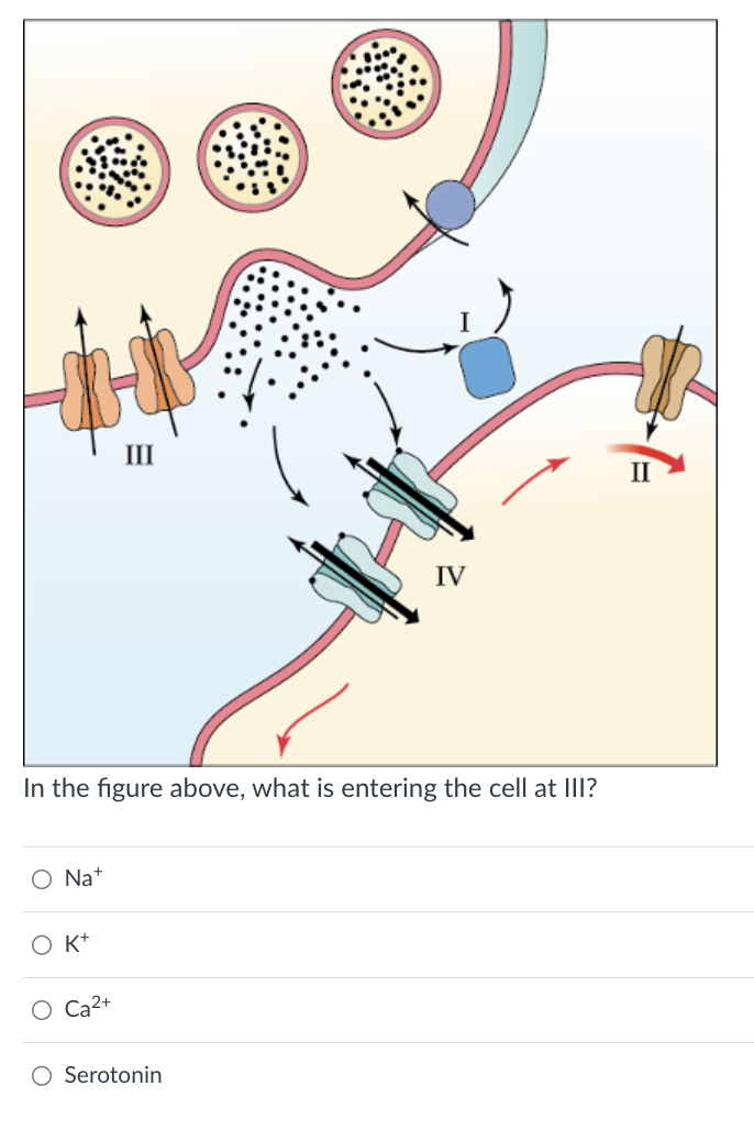 IV
In the figure above, what is entering the cell at III?
O Nat
OK+
Ca²
○ Serotonin